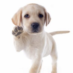 Paws For This...Dogs Are People Too!
I am an huge advocate for pet adoption of unwanted animals. Enjoy & share these upbeat stories & pics of rescued animals.