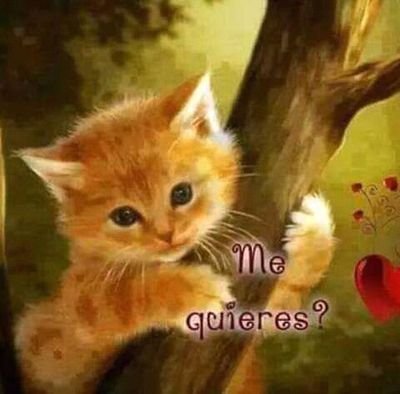 lojanli's profile picture. 