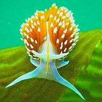 UWA Oceans Institute Postgrads! (@oipostgrads) 's Twitter Profile