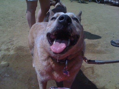 woundedpoodle's profile picture. 