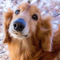 ダックスdachs☀️ (@dachs9) 's Twitter Profile