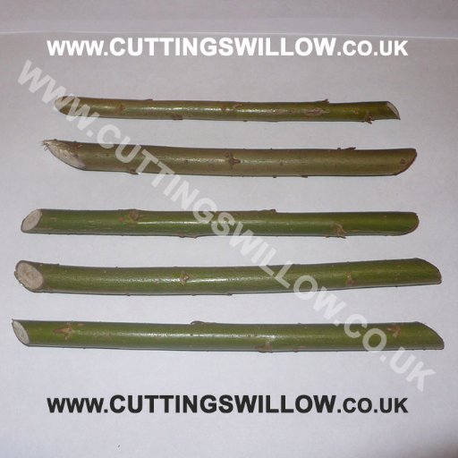 Willow Cuttings UK and Ireland for sale. Free Post! Sale! https://t.co/nPnjI5FwHX Trees hedges screens Wildlife nature conservation Biomass growing wood