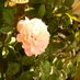 rosa-thracia (@rosathracia) Twitter profile photo rosa-thracia (@rosathracia) Twitter profile photo