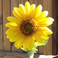 Sue Sutter (@pinksheetsutter) 's Twitter Profile