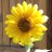 Sue Sutter