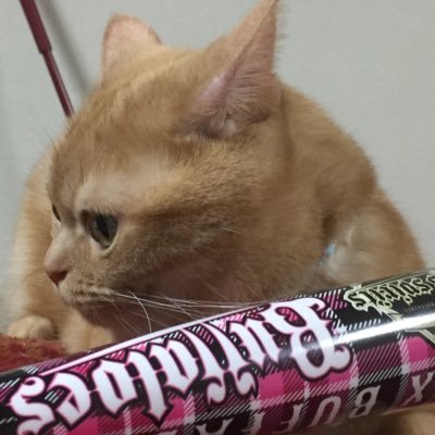 kotaroharato's profile picture. オリックス好きのオバチャン。児太郎'(アメショー)のお母さん。  家族全員で応援してます！Twitter始めて、ますますオリックスにハマってます。無言フォローお許し下さい。