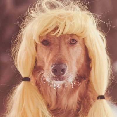 satumanodon128's profile picture. サブ垢     超極稀に浮上