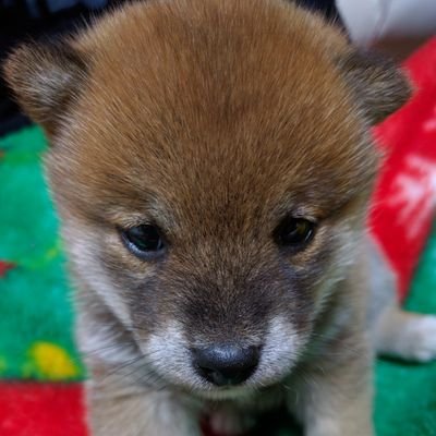 柴犬大好きです！（動物みんなだいすき♡）
気軽にフォローお願いします！
無言フォローすいません。