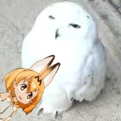 ふくほーさんのプロフィール画像
