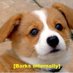 Baby Panchito (@corgi__bebe) Twitter profile photo Baby Panchito (@corgi__bebe) Twitter profile photo