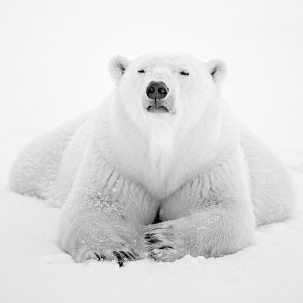 Founded by Paul Nicklen, this gallery is a vehicle for conservation photographers to display their work and give to a charity of their choice.