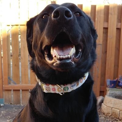 Nicole_G_Rated's profile picture. Accountant, answerer of tax related questions.