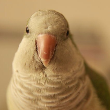 オキナインコのオキちゃんは、心の中でいつも一緒。2代目を迎えました。パラサッカーの追っかけ。こちらではパラサッカー関係は呟きません。日々の雑感など