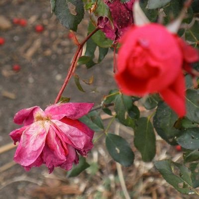 Kristas_Folly's profile picture. Poetry n stuff. Just me being me.