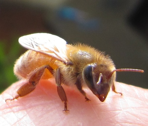 fogcitybees's profile picture. Urban beekeeping in the fog!
