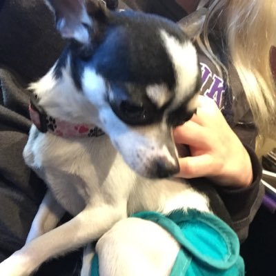 gillylovesband's profile picture. Roses are red, Shampoo tastes bad, I hope you don't leave me just like my dad