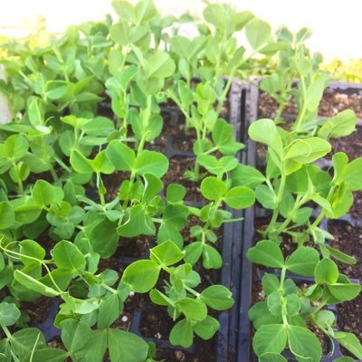 Farm_greentable's profile picture. 