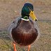 Milton Mallard (@milton_ducklord) Twitter profile photo Milton Mallard (@milton_ducklord) Twitter profile photo