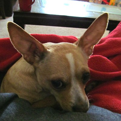 Profile Picture of Lilly (@ToyeLaura) on Twitter