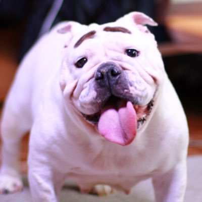 Breeders Bulldog & FrenchBulldog「天才！志村どうぶつ園」でおなじみの「まゆ毛犬ブルドッグまろ」在舎。まろ話や可愛いフレンチブルドッグ&ブルドッグ仔犬情報あり。https://t.co/jXkHJ9Oha6