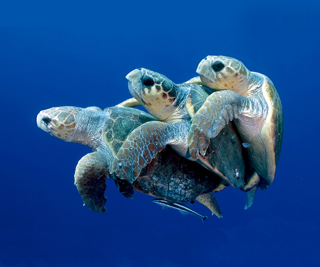 Marine Turtles Profile