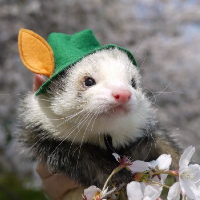 10/4-10/15 ふぇれらば!ありがとうございました! フェレ中毒末期。この匂いなしでは生きていけませぬ。今は凜平1本。鼬天に10本(ククル、ニキ、ゼロ、獅童、ノヴァ、宗太郎、源太郎、小太郎、結太郎、天丸)。 「鼬工務店」として羊毛フェレット等制作活動中。 ※無断転載、使用、販売禁止します。