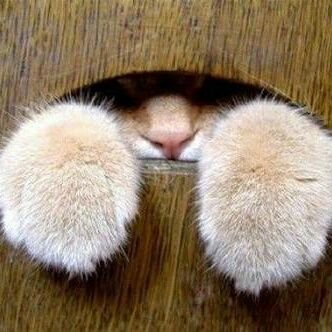 katzenfro's profile picture. 