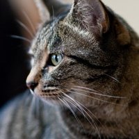chocominton (@chocominton3) 's Twitter Profile