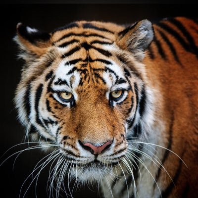 SMKEmres's profile picture. küçük yatırımcı, okudukça öğreniyor.