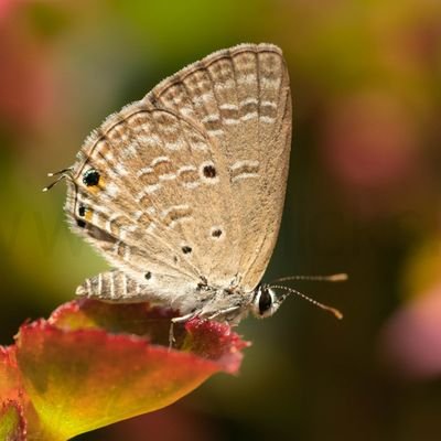 vmclicksIN's profile picture. 