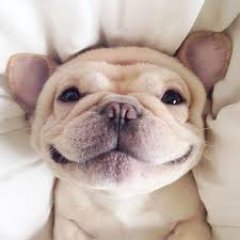 Meet Mayle – a 3-year-old narcoleptic french bulldog with the most adorable nappy time pics ever.