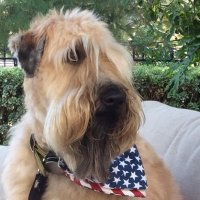 Christine Bronstein (@condoqueencs) 's Twitter Profile