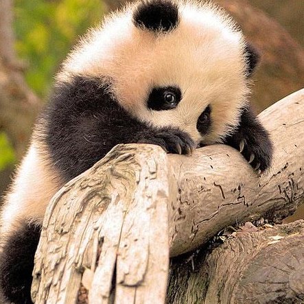 Pandeta26's profile picture. 