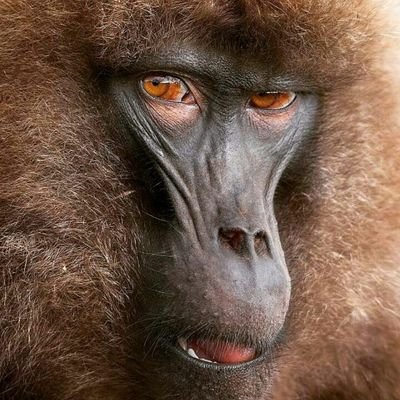 AriCeng's profile picture. 