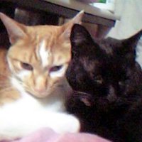 ノダミサキ🐈⬛音楽ライブ垢🇯🇵🐈🇭🇰🎄🇺🇸 (@livemisaki) 's Twitter Profile Photo ノダミサキ🐈⬛音楽ライブ垢🇯🇵🐈🇭🇰🎄🇺🇸 (@livemisaki) 's Twitter Profile Photo