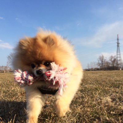 田舎の小さな病院で動物看護師🌱無言フォローすみません🙌