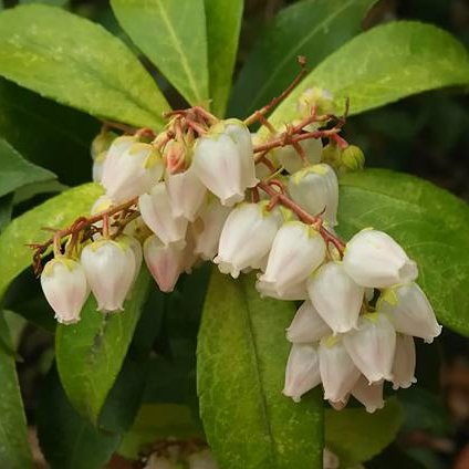 ashibi_yuki's profile picture. 自然療法家＆ボディワーカー、国内外の専門家によるレクチャー企画主催、イベントコーディネーターやサポートなどをしています。　
https://t.co/9lpYCAyFCq…