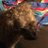 GIS_Guru's avatar