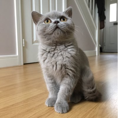 I’m a cheeky & cute British Shorthair! I’m a curvy boy as I suffer from scoliosis but that does not stop me! I love eating, sleeping & playing with my Humans 😺