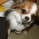 Dexter Riley - @doginacatsworld - Twitter