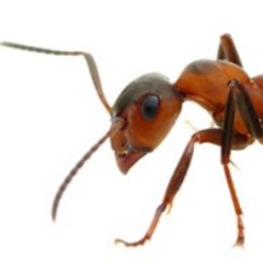 EECRFrance's profile picture. 