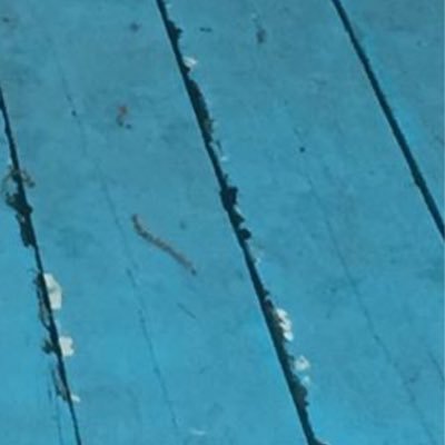 caveescueal's profile picture. 