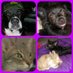 FurbabyBlessings (@furbabyblessing) Twitter profile photo FurbabyBlessings (@furbabyblessing) Twitter profile photo
