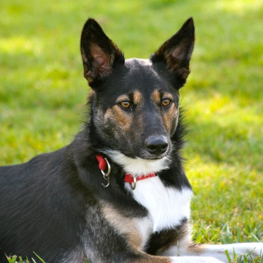 Bo_Ardercollie's profile picture. 