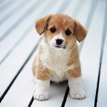 Just cute dogs, puppies etc:)