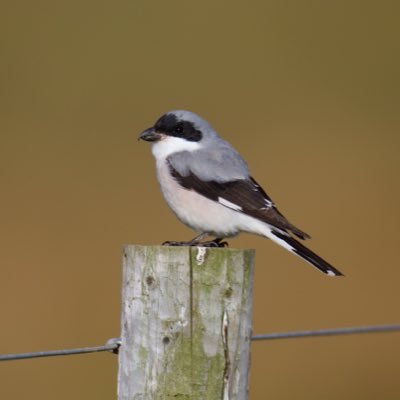 jimmymancity's profile picture. really not that much arsed