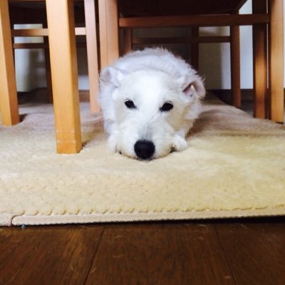 Sakaguc1Seiichi's profile picture. 