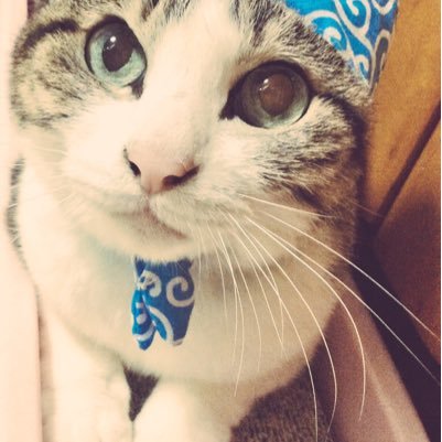 sayunekomaru's profile picture. マイペースでいきます…。