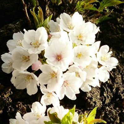 hatsuko0308's profile picture. はっこ&はっつあんです。