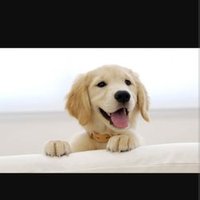 CuteDogsDaily (@dailycutedogs12) 's Twitter Profile